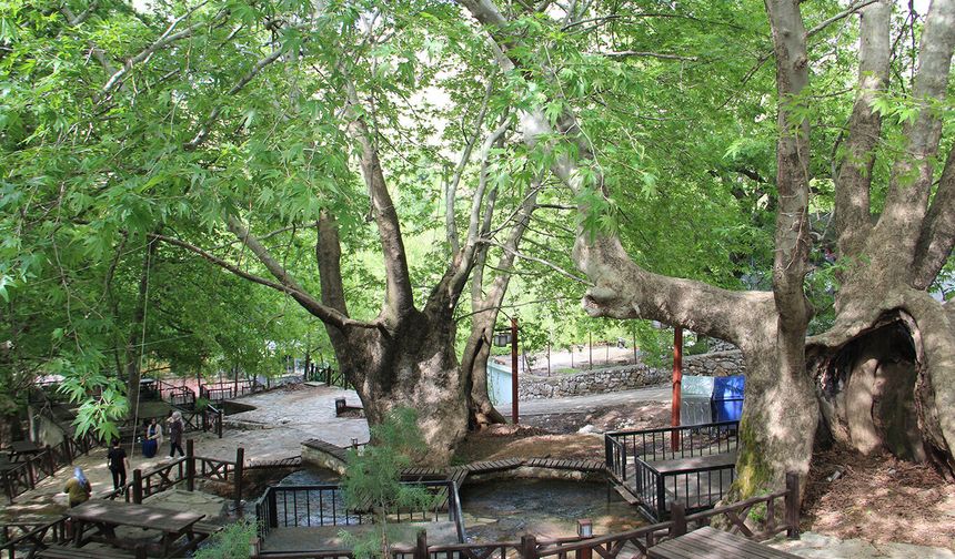 Sevek Mesire Alanı Baharla Canlandı: Sason’da Doğanın Kalbi Yeniden Atıyor