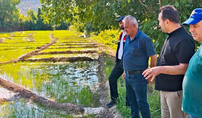 Gönüllü Pirincine Yakın Takip