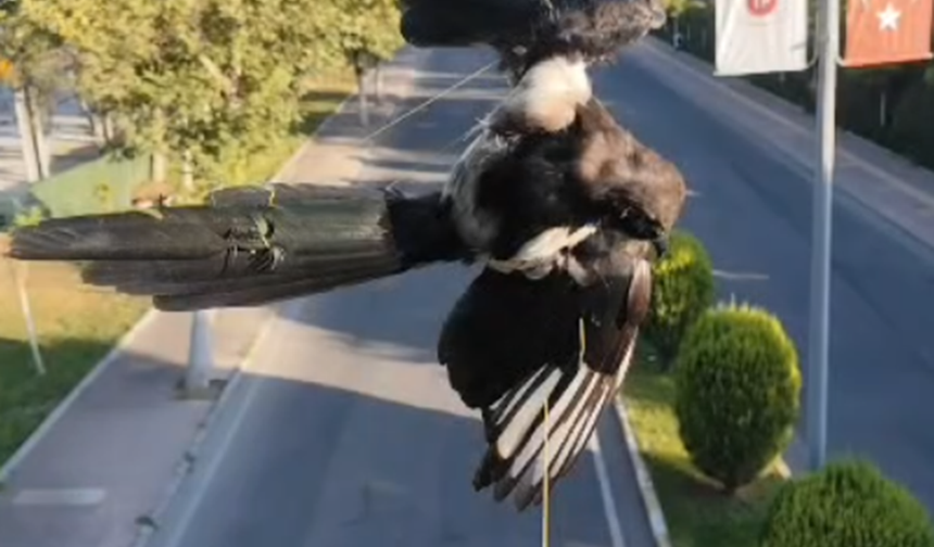 Batman'da direğe dolanan kuş kurtarıldı