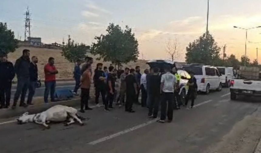 Seyir Halindeki Ticari Aracın Çarptığı Eşek Telef Oldu