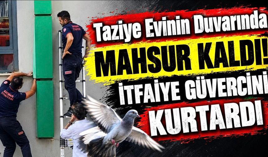 Taziye Evinin Duvarında Mahsur Kaldı! İtfaiye Güvercini Kurtardı