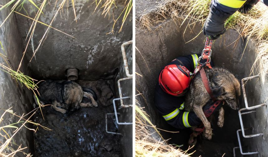 Kuyuda Mahsur Kalan Köpek Kurtarıldı