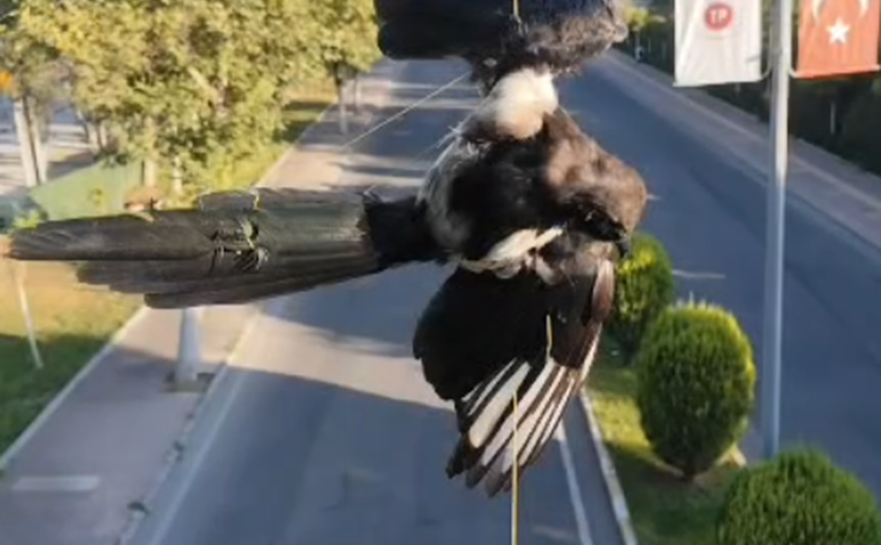 Batman'da direğe dolanan kuş kurtarıldı