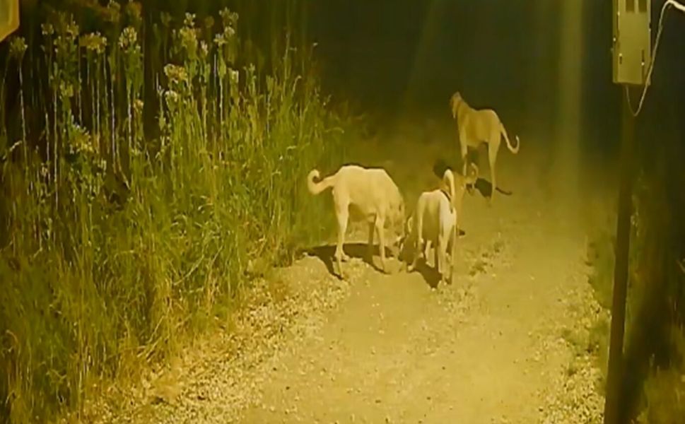 4 köpeğin bir kediye saldırdığı görüntülerle ilgili belediyeden açıklama