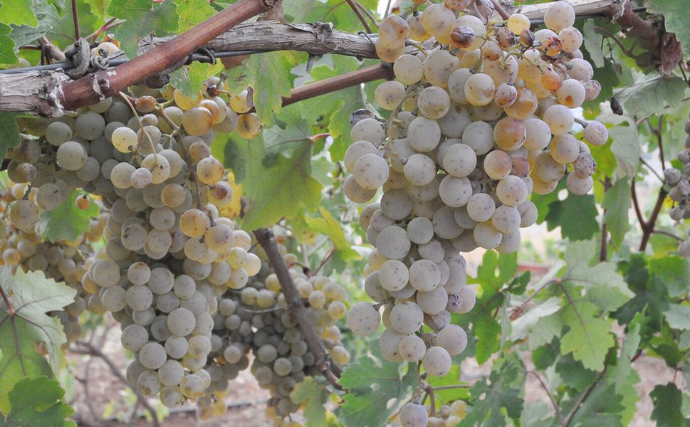 Gercüş’te Mezrone Üzümünde Hasat Heyecanı