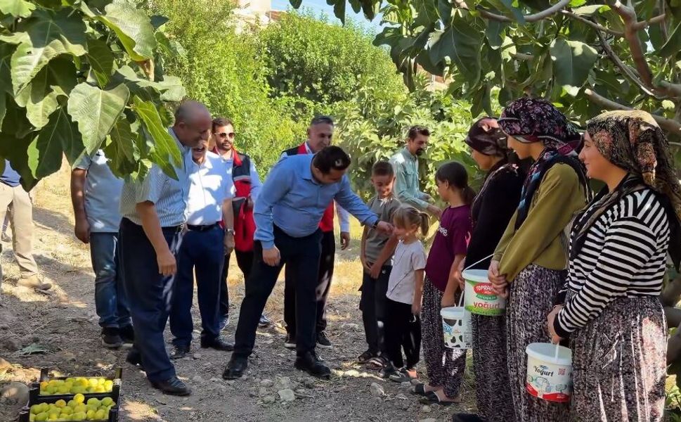 Hasankeyf’in altın meyvesinde 360 tonluk bereket