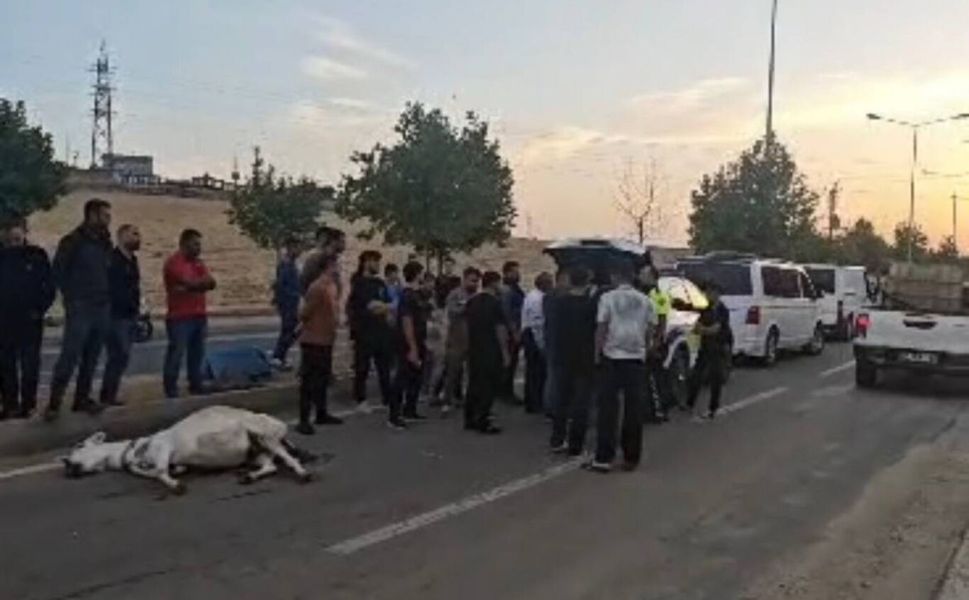 Seyir Halindeki Ticari Aracın Çarptığı Eşek Telef Oldu