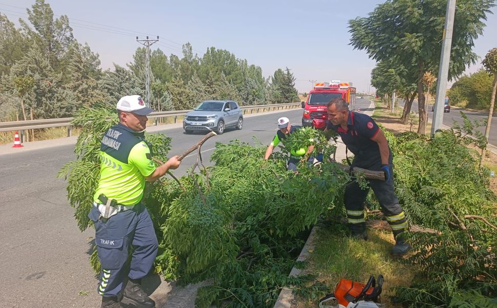 Rüzgârın Devirdiği Ağaçlar Kontrollü Şekilde Kaldırılıyor