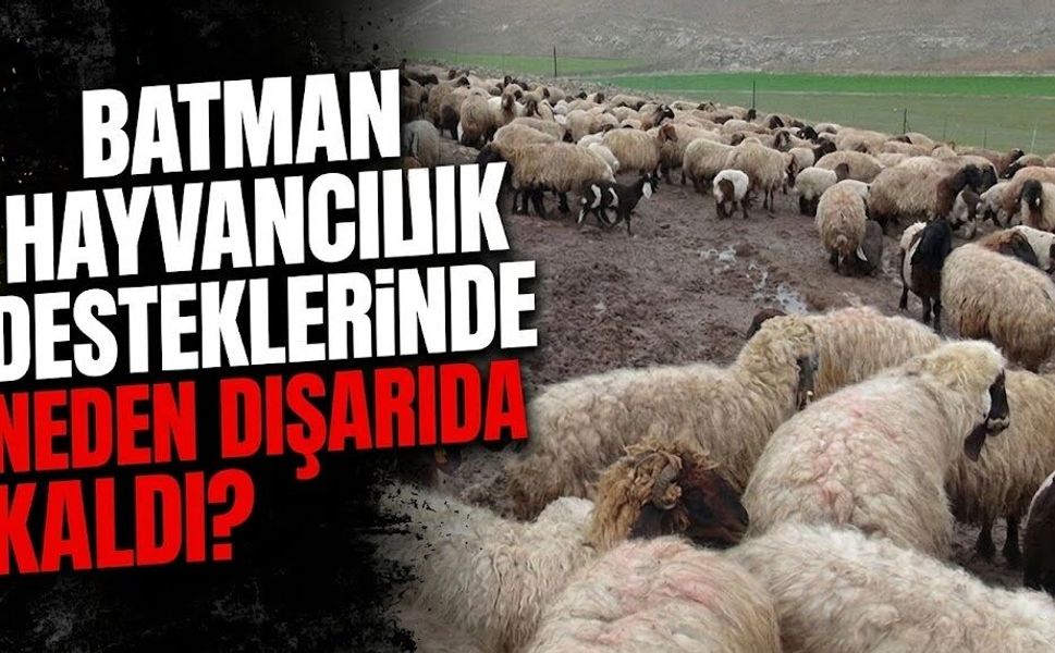 Batman Hayvancılık Desteklerinde Neden Dışarıda Kaldı?