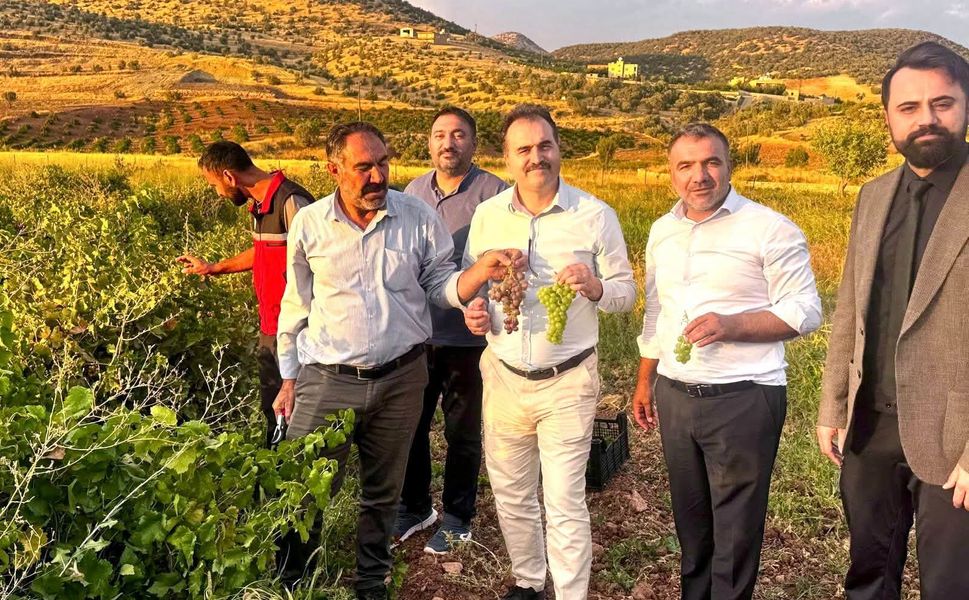 Gercüş’te Binetat Üzümünde Hasat Bereketi