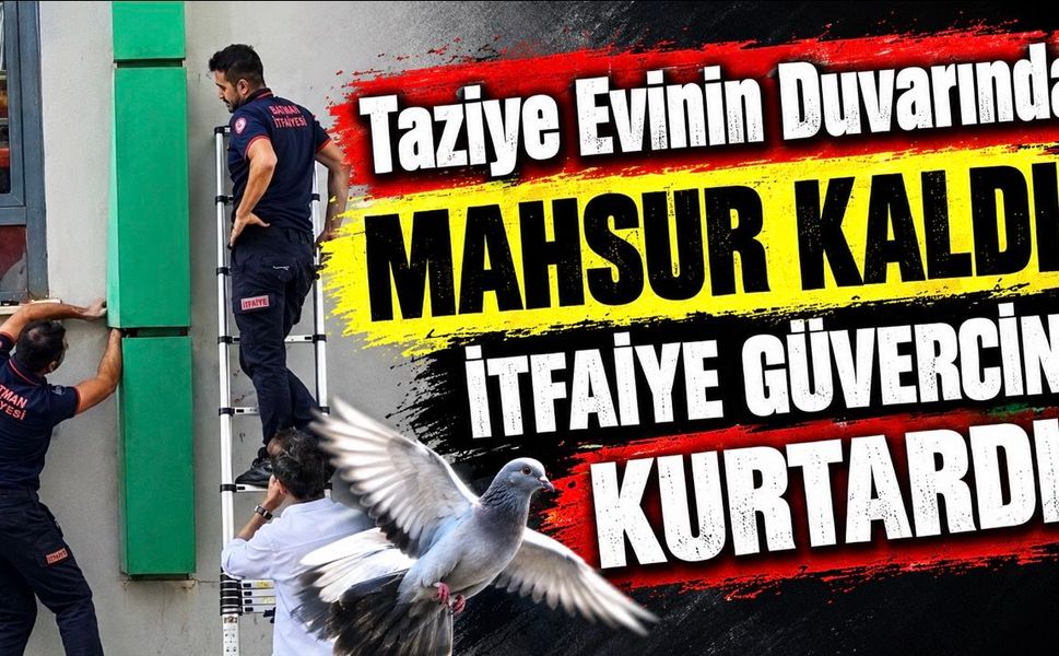 Taziye Evinin Duvarında Mahsur Kaldı! İtfaiye Güvercini Kurtardı