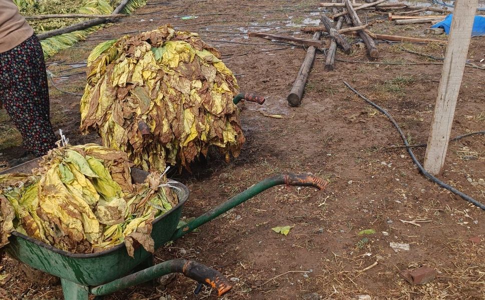 Yağmur Çiftçiyi Vurdu: 2 Tonluk Ürün Ziyan Oldu